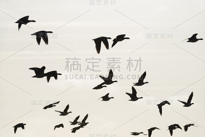 冬天，一群大雁在自然公园的天空中列队飞翔