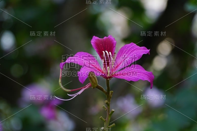 紫荆花，香港的市花