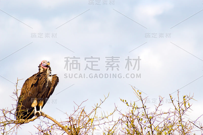 在肯尼亚西北部的马赛马拉公园，秃鹰食腐动物在一棵金合欢树的顶端摆姿势