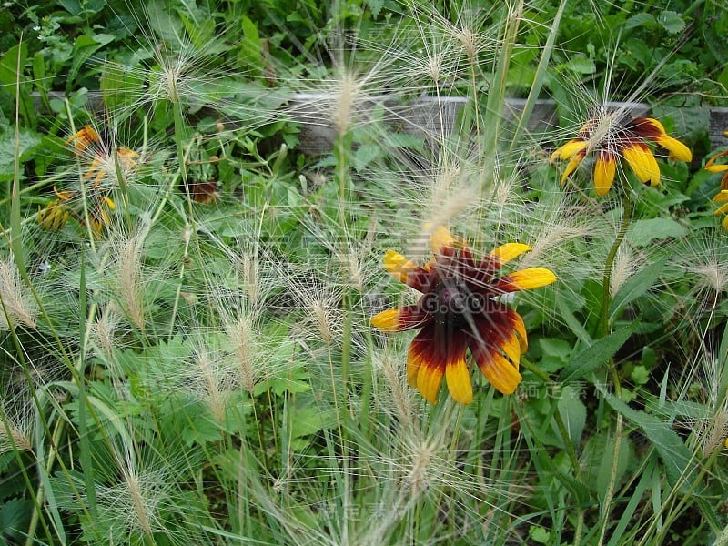 美丽娇艳、色彩鲜艳的花朵盛开着