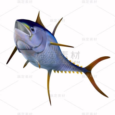 白鳍金枪鱼