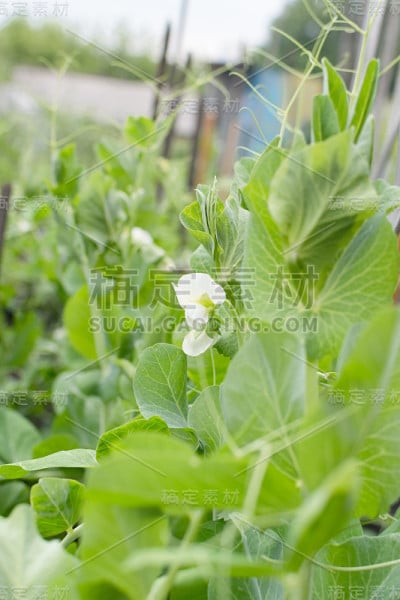 春天花园生态豌豆花苗