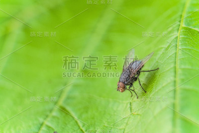 在一片绿叶上的野生飞虫