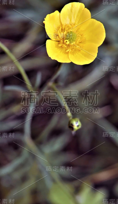 草甸毛茛花