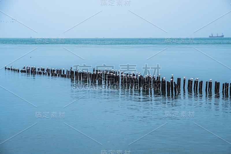 格鲁吉亚波蒂，黑海防波堤上的海鸥