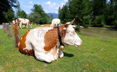 奶牛在河边的草地上