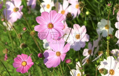 花园里盛开的宇宙花