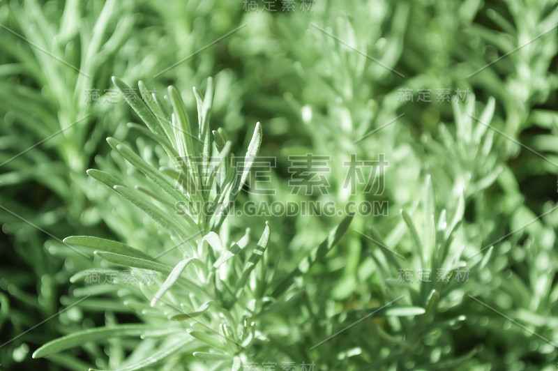 迷迭香是一种多年生草本植物，具有芳香的常绿叶子