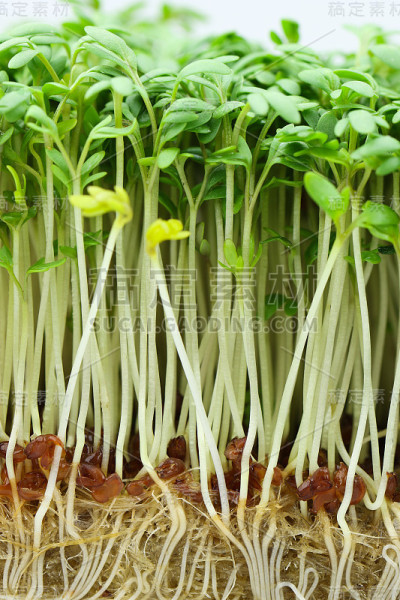 绿色健康的菜园子
