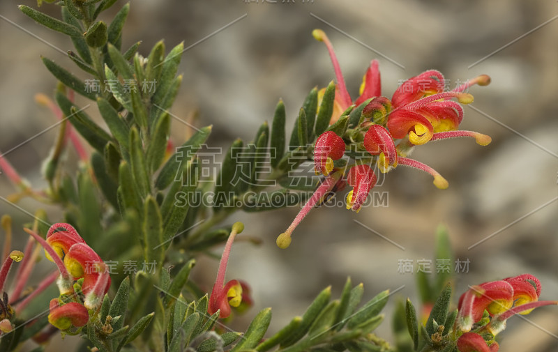 灿烂的春天鲜花格雷维尔莱烟花澳大利亚本土计划