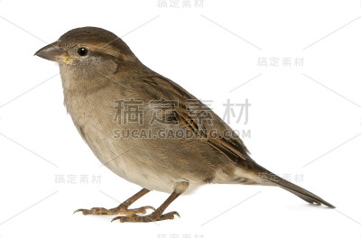 雌性麻雀