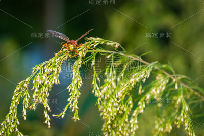 休息黄蜂