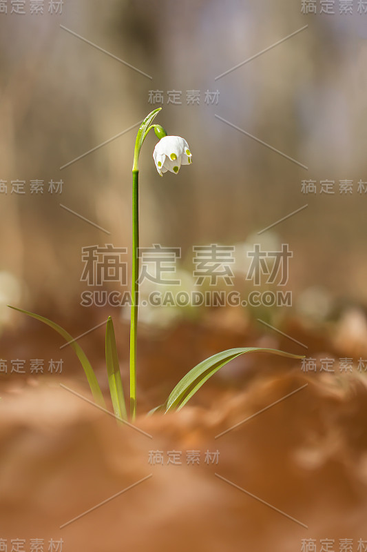 春季雪花，石蒜科多年生球茎开花植物，单朵白色花，花被片顶端有黄色或绿色标记。天门冬、石蒜科、石蒜科