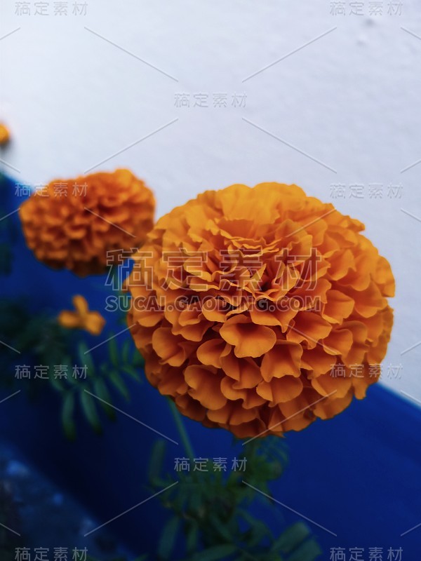 金盏花。