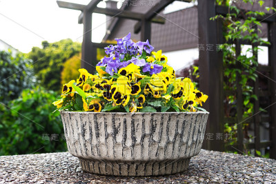 花园里花盆里的黄色三色堇
