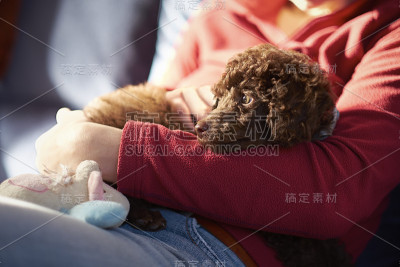 迷你贵宾犬小狗