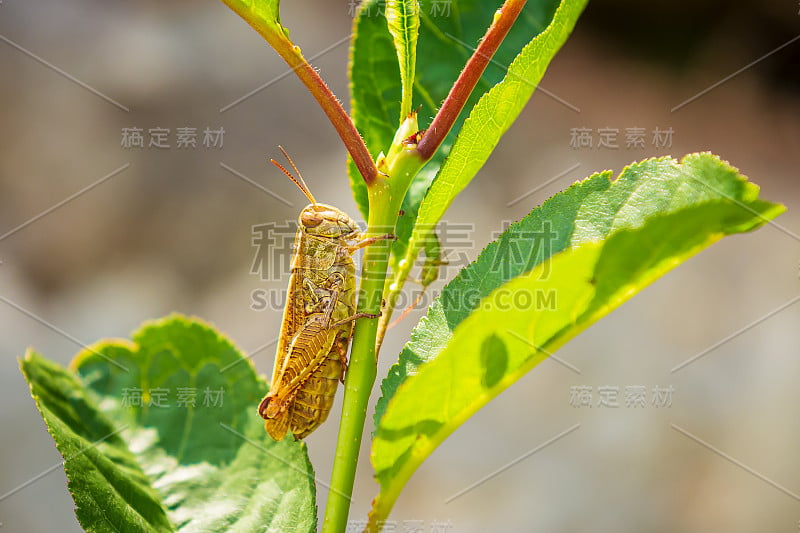 美丽的蚱蜢蝗在阳光下休息