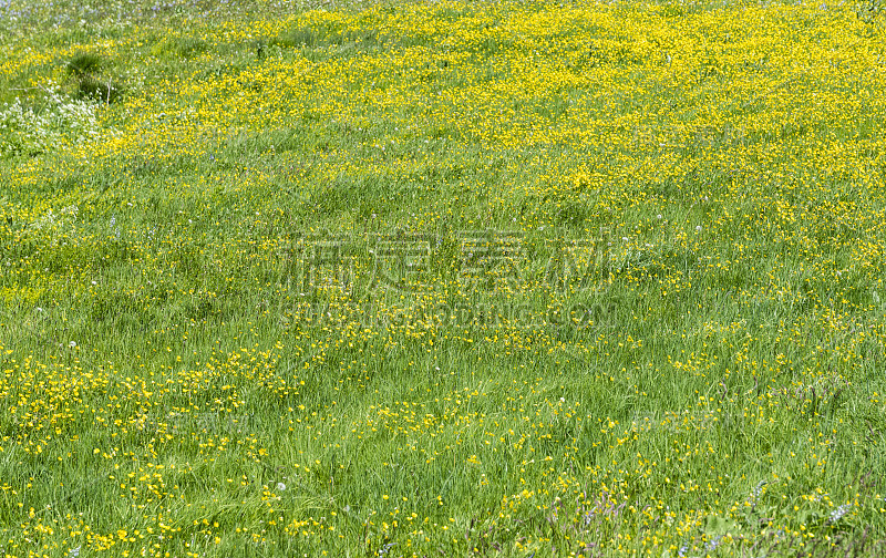 绿色的田野上盛开着鲜花。草质地。