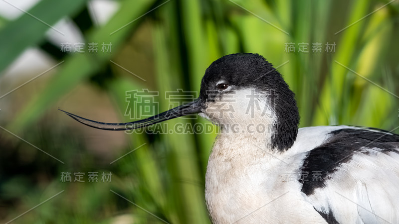 花斑鳄梨在草地附近休息