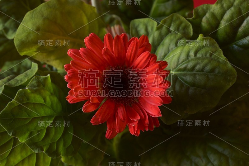 美丽的红色非洲菊花-巴伯顿雏菊，德兰士瓦雏菊，非洲菊