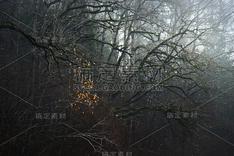 苔藓山毛榉树和彩色的叶子特写。塔尔西，晨雾。黑暗的森林场景。拉脱维亚