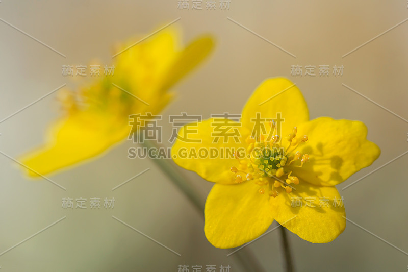 黄色的银莲花(银莲花)或黄色的木本银莲花或毛茛银莲花，是一种林地和森林植物，有根状的根茎和花瓣状的花