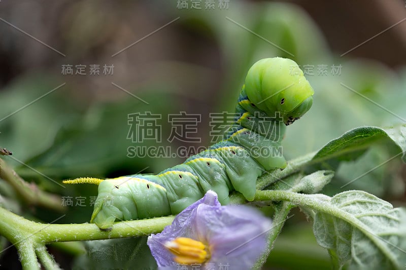 美丽毛虫的特写镜头。微距摄影的一个真正美丽的和在白色孤立的背景。