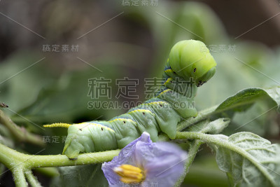 美丽毛虫的特写镜头。微距摄影的一个真正美丽的和在白色孤立的背景。