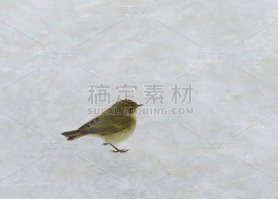 常见的棕柳莺