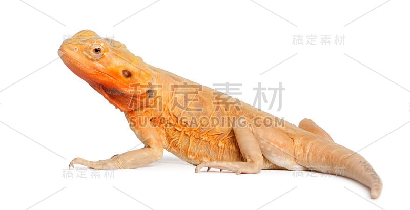 中央须龙，Pogona vitticeps，在前面的白色背景