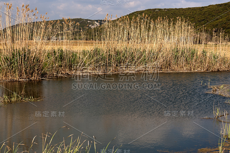 湖边有芦苇