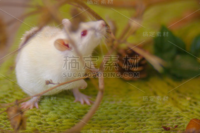 树枝间美丽的白老鼠