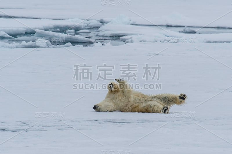 北极熊(Ursus maritimus)是一种原产于北极圈及其周围海域的北极熊。