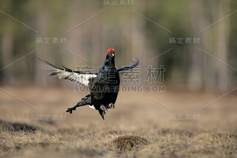 黑松鸡，Tetrao tetratrix，