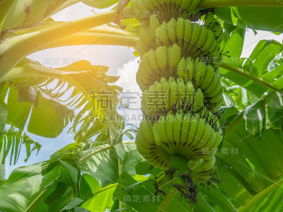 香蕉和香蕉树上的叶子