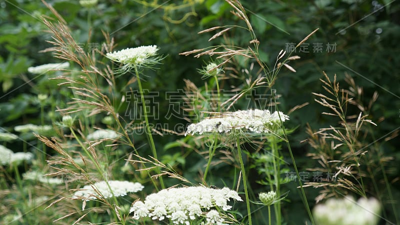 安妮女王的花边(胡萝卜道克斯)