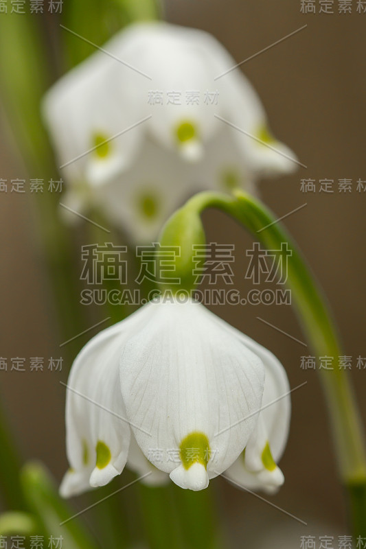 春季雪花，石蒜科多年生球茎开花植物，单朵白色花，花被片顶端有黄色或绿色标记。天门冬、石蒜科、石蒜科