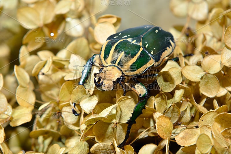 大圣甲虫Mecynorrhina polyphemus