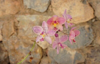 花园里美丽的兰花