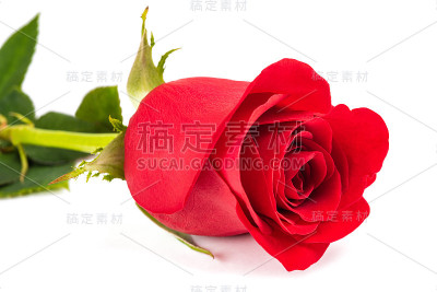 红玫瑰