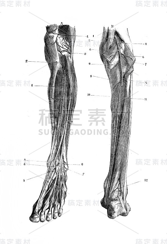 《外科解剖学》中的胫骨动脉，作者B. Anger, 1869年，巴黎