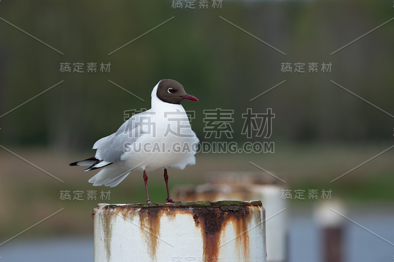 近距离拍摄的黑头鸥站在一根杆子上，从模糊的背景中分离出来