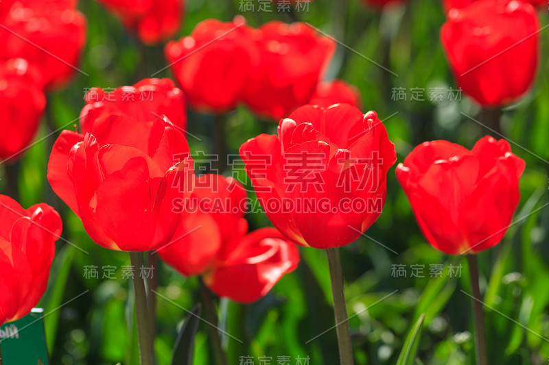 室外的红色橙色郁金香花和绿色叶子的特写。春天里美丽的花朵