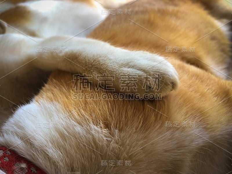 在世界狂犬病日对犬猫进行绝育，对犬猫进行外科绝育