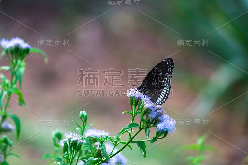 普通的乌鸦蝴蝶坐在花上喝花蜜