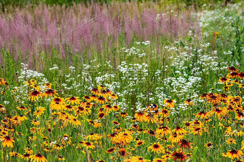 黑眼苏珊(Rudbeckia hirta，也叫黑眼苏珊)野生地生长在一片草地上，以野花为背景