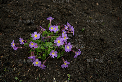 春天花园的小灌木花报春花、报春花