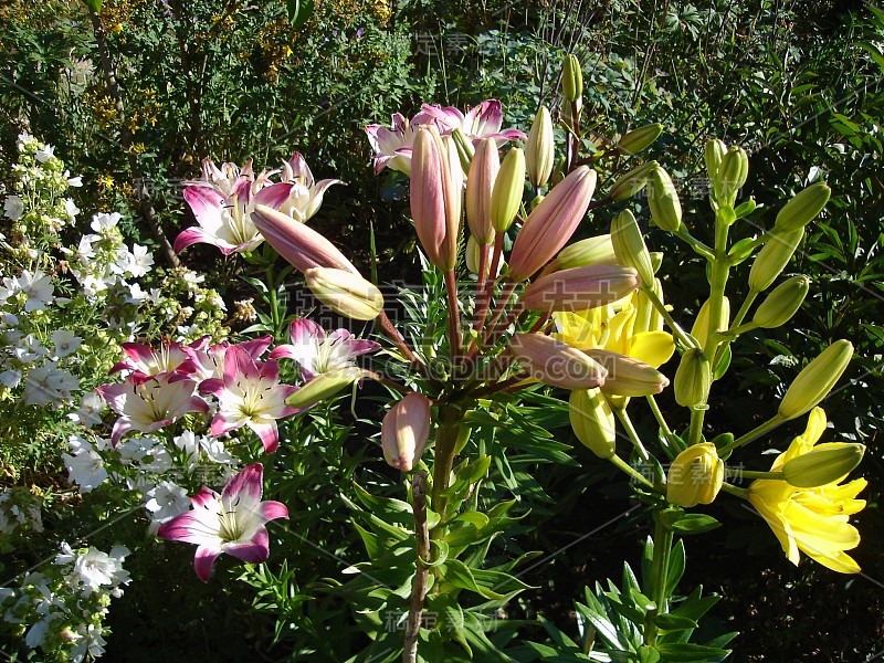 美丽娇艳、色彩鲜艳的花朵盛开着