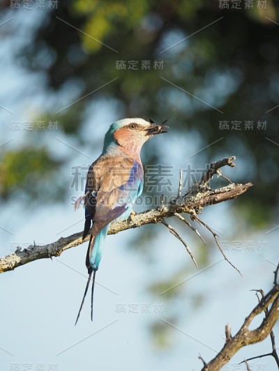 在枝上有昆虫猎物的淡紫色胸状辊