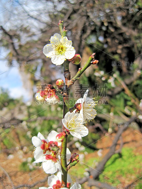 梅花